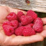 Малина «Джоан Джей»: описание сорта, агротехника выращивания, ухода и посадки ягоды в открытом грунте (фото)